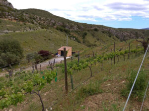 Malaga wines Enoturism visit our cave in Cartama F005